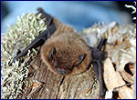 bat photo - Pipistrellus