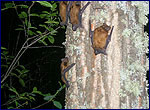 Типовий вид кажанів в межах зони відчуження - вечірниця руда Nyctalus noctula