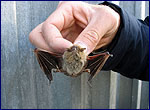 Bats species in Chernobyl - Pipistrellus kuhlii