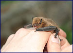 bat (Pipistrellus pygmaeus)