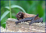 Bat in chernobyl (Nyctalus leisleri)