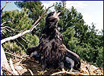 Bird of prey on the territory of exclution zone