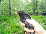 blackbird in chernobyl zone