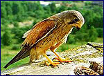 Bird of prey in Pripyat