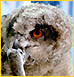 Eagl-owl in exlusion zone Chernobyl NPP
