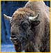 Help Ukrainian bison