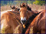 Лошади Пржевальского в зоне отчуждения