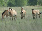 Equus przewalskii in natural condition of exclution zone