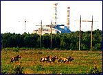 Equus przewalskii nearby of sarcophagus of Chernobyl Nuclear Power Plant