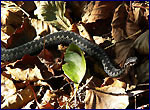 Змея в естественных условиях