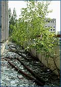 Город Припять и фото растений на домах и сооружениях