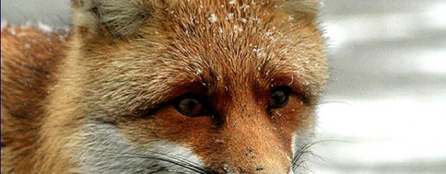 chernobyl-fox