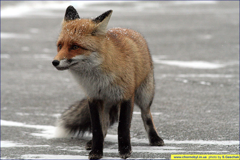 Vulpes vulpes