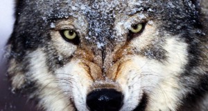 wolves chernobyl photo