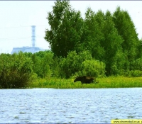 Лось возле ЧАЭС