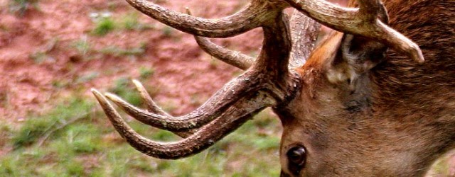 chernobyl-deer