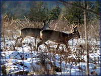 Дикие животные фото