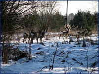 Косули возле Чернобыля и в зоне отчуждения Чернобыльской АэС