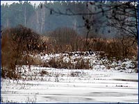 Фотография дикого животного