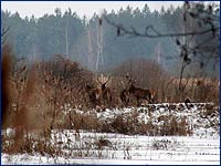 Фото Оленя в Чернобыльской зоне