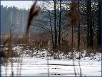 Чернобыльский олень