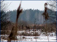 Благородный олень Cervus elaphus