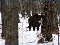 Дикие животные чернобыльской зоны