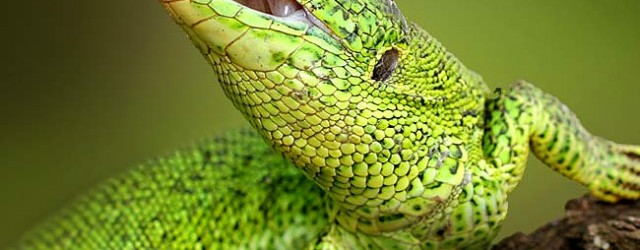 photo-reptile