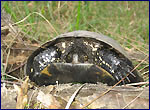 tortoise photo