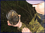 tortoise in the territory of chernobyl exlution zone