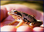 Amphibia