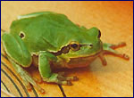 Amphibia in Chernobyl