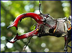 stag-beetle