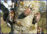 cockchafer