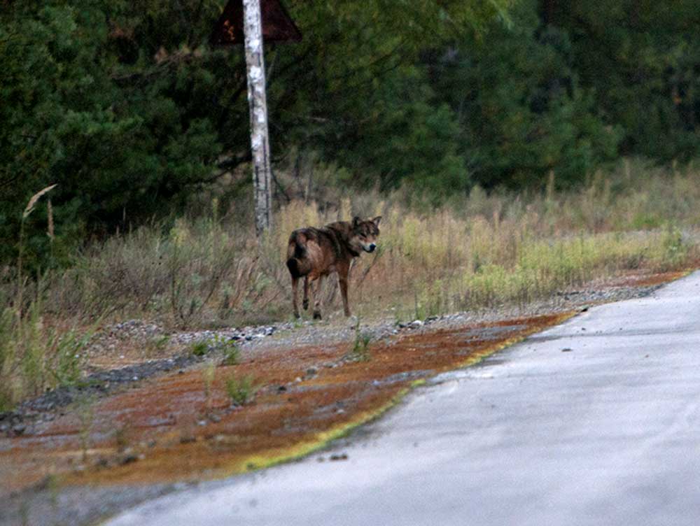 волк фото
