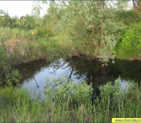 участок Рыжий лес