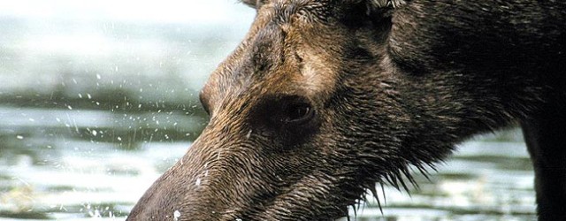 elk-alces-alces