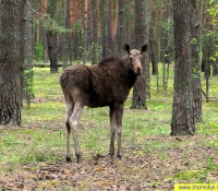 Лось в Рыжем лесу