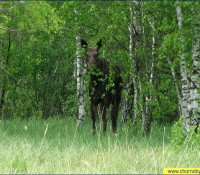 Лось