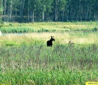 Лось