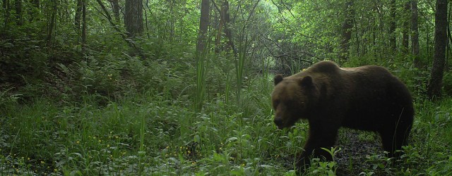 chernobyl-bear-2018