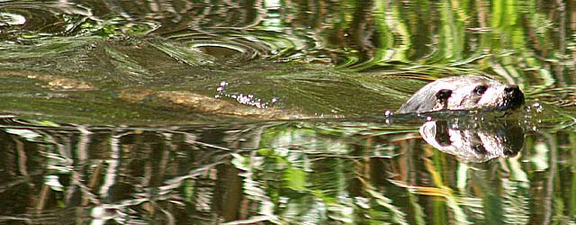 wildlife-photo