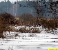 Благородный олень