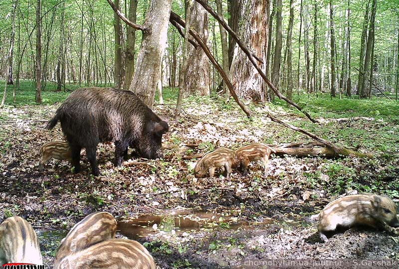 Поросята дикого кабана