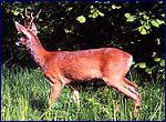 Козуля - Capreolus capreolus