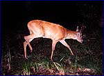 Capreolus capreolus