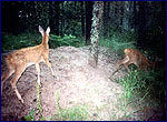 Capreolus capreolus in zone of alienation