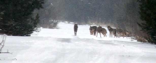 terioshkola-2009