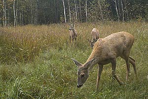 Косуля на фото чернобыльская зона отчуждения