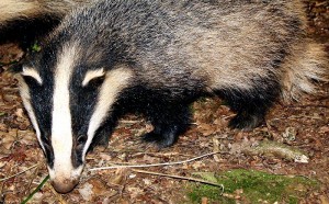 badger